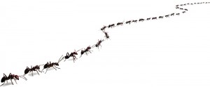 ant-trail