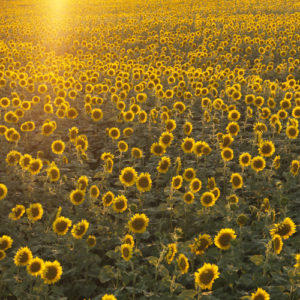 Sunflower field.