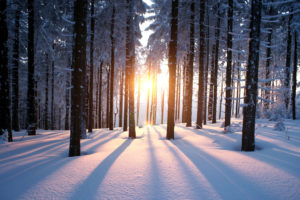 Sunset in the wood in winter period